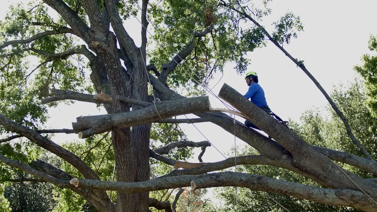 Professional Hazardous Tree Removal performed by certified arborists in Ohio City