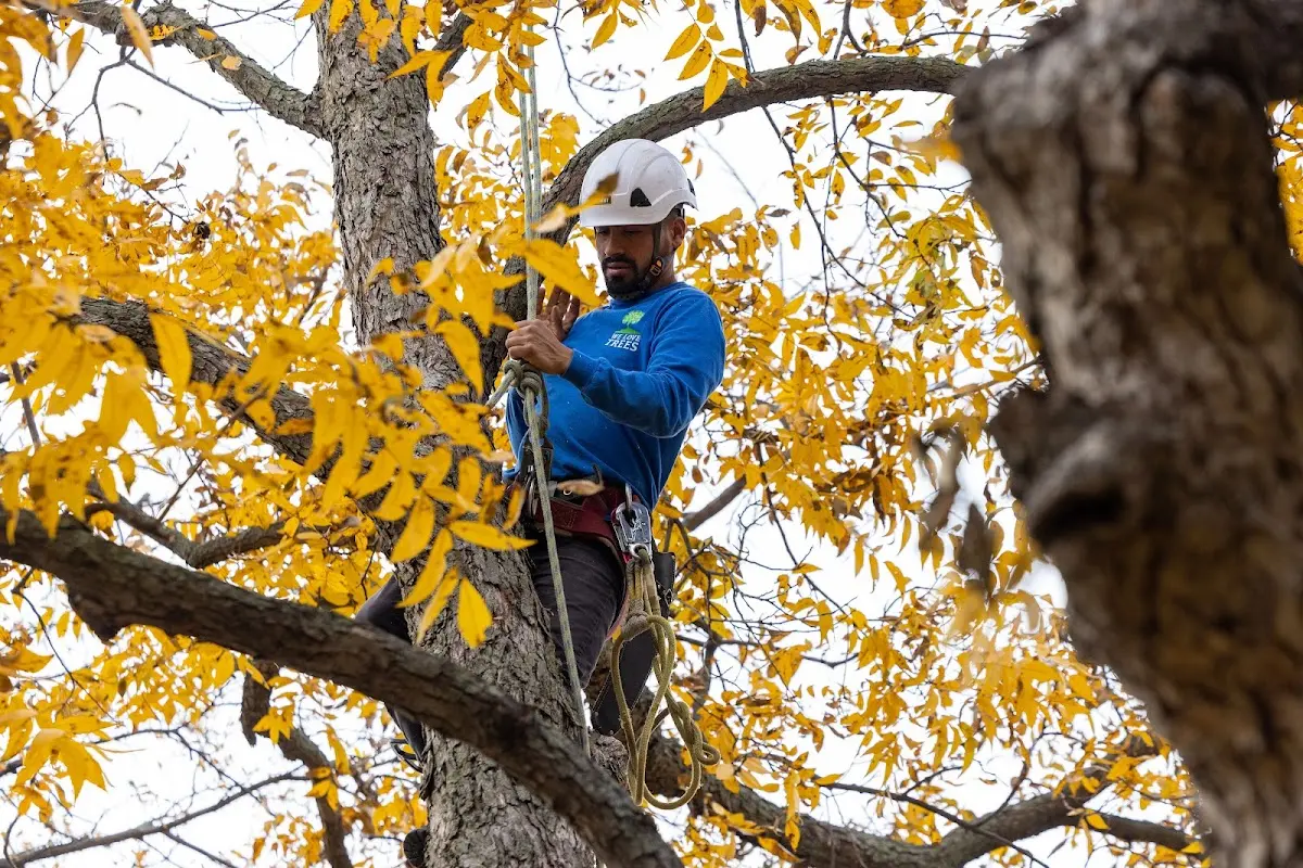Skilled Tree Trimming crew working in Ohio City